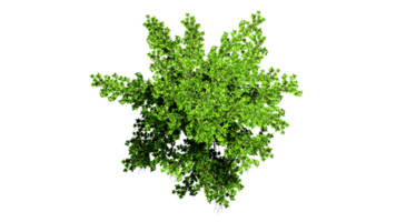 3D Top view Green Trees Isolated on PNGs transparent background , Use for visualization in architectural design or garden decorate