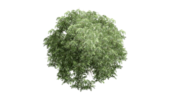 3D Top view Green Trees Isolated on PNGs transparent background , Use for visualization in architectural design or garden decorate