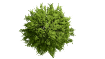 3D Top view Green Trees Isolated on PNGs transparent background , Use for visualization in architectural design or garden decorate