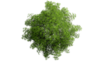 3D Top view Green Trees Isolated on PNGs transparent background , Use for visualization in architectural design or garden decorate