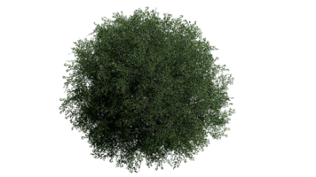 3d superiore Visualizza verde alberi isolato su png trasparente sfondo , uso per visualizzazione nel architettonico design o giardino decorare