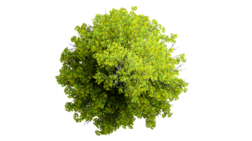 3D Top view Green Trees Isolated on PNGs transparent background , Use for visualization in architectural design or garden decorate