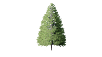 skön 3d träd isolerat på pngs transparent bakgrund , använda sig av för visualisering i arkitektonisk design eller trädgård dekorera