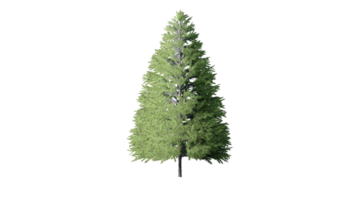 Beautiful 3D Trees Isolated on PNGs transparent background , Use for visualization in architectural design or garden decorate