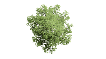 3D Top view Green Trees Isolated on PNGs transparent background , Use for visualization in architectural design or garden decorate