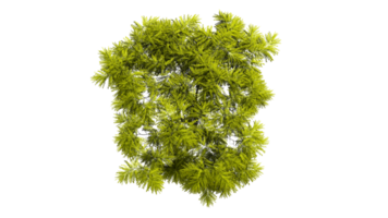 3d topp se grön träd isolerat på pngs transparent bakgrund , använda sig av för visualisering i arkitektonisk design eller trädgård dekorera