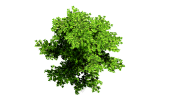 3D Top view Green Trees Isolated on PNGs transparent background , Use for visualization in architectural design or garden decorate