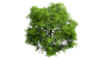 3D Top view Green Trees Isolated on PNGs transparent background , Use for visualization in architectural design or garden decorate