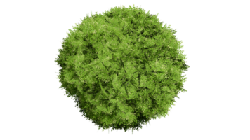3d top visie groen bomen geïsoleerd Aan png's transparant achtergrond , gebruik voor visualisatie in bouwkundig ontwerp of tuin versieren png