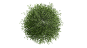 3D Top view Green Trees Isolated on PNGs transparent background , Use for visualization in architectural design or garden decorate