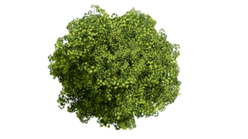 3D Top view Green Trees Isolated on PNGs transparent background , Use for visualization in architectural design or garden decorate