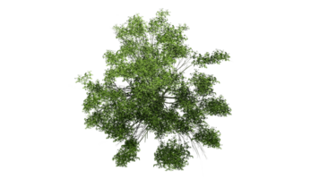 3D Top view Green Trees Isolated on PNGs transparent background , Use for visualization in architectural design or garden decorate