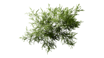 3D Top view Green Trees Isolated on PNGs transparent background , Use for visualization in architectural design or garden decorate