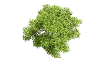 3D Top view Green Trees Isolated on PNGs transparent background , Use for visualization in architectural design or garden decorate