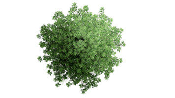 3D Top view Green Trees Isolated on PNGs transparent background , Use for visualization in architectural design or garden decorate