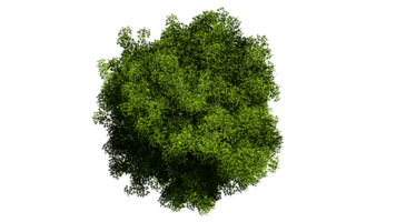 3D Top view Green Trees Isolated on PNGs transparent background , Use for visualization in architectural design or garden decorate