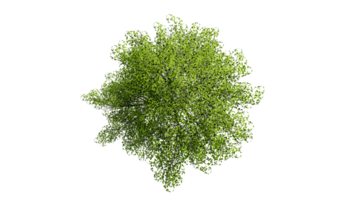 3D Top view Green Trees Isolated on PNGs transparent background , Use for visualization in architectural design or garden decorate