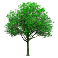 mooi 3d bomen geïsoleerd Aan png's transparant achtergrond , gebruik voor visualisatie in bouwkundig ontwerp of tuin versieren png