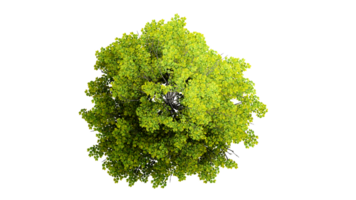 3D Top view Green Trees Isolated on PNGs transparent background , Use for visualization in architectural design or garden decorate