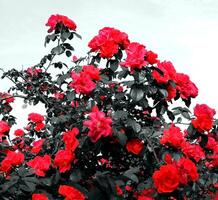 Bush Of Red Rose Flowers With Metaphoric Black Leaves photo