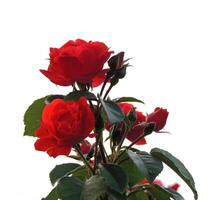 Rose Flowers And Buds Isolated On White Background photo