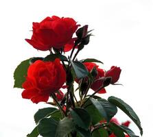 Detail Photo OF Blooming Roses Studio Isolated Over White