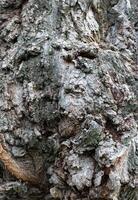 Cone-shaped growths of tree bark on the trunk of a very old tree vertical photo for backgrounds