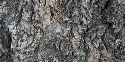 Panoramic photo of rough bark of the ancient tree texture backgrounds