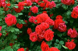 Rosa arbusto con rojo flores de cerca textura antecedentes foto