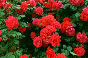 Rose Bush With Red Flowers Closeup Texture Background photo