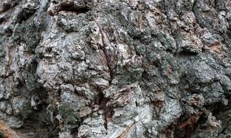 un modelo de nudoso ladrar en el maletero de un antiguo árbol foto