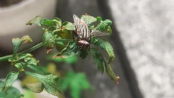 a fly landed on a green leaf photo