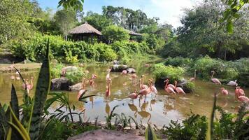 un tranquilo rebaño de flamencos vadear en un lozano tropical estanque rodeado por verde follaje en un sereno natural habitat video