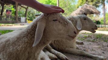 fechar acima do uma pessoa carinhosamente acariciando uma sereno ovelha em uma fazenda, incorporando pacífico humano animal interações dentro uma rural configuração video