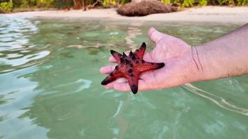 Close up of a vibrant red starfish resting on a persons open hand above tropical water, with sandy beach background  symbolizing marine life and eco tourism video