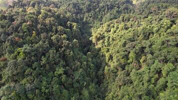 aéreo floresta marquise biodiversidade beleza video