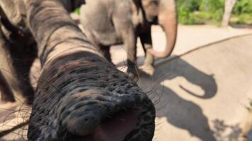 cerca arriba de un elefante maletero con detallado textura, en contra un suave atención antecedentes de otro elefante, transporte fauna silvestre o naturaleza conservación temas video