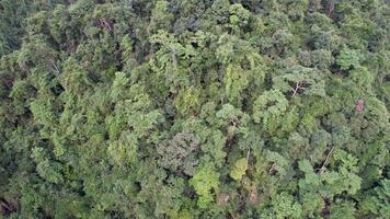 Antenne Wald Überdachung Erde Erhaltung video