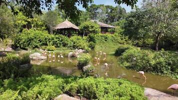 Serene wildlife scene with a flock of flamingos wading in a lush green habitat by a tranquil pond, ideal for nature and tropical vacation themed content video