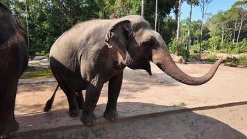 asiático elefante caminando en un santuario con lozano bosque fondo, exhibiendo fauna silvestre conservación esfuerzos video