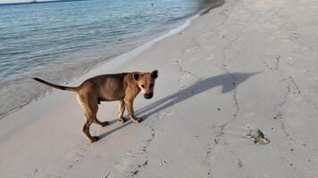 bruin hond verkennen een sereen strand met teder golven en zacht zand, overbrengen een concept van zomer ontspanning of tropisch vakantie video