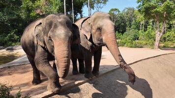 Two Asian elephants bonding in a natural reserve, highlighting wildlife conservation efforts, suitable for World Elephant Day themes video