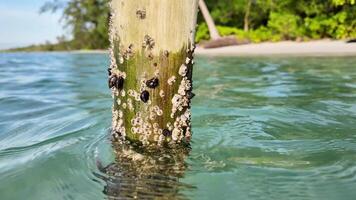 Close up of barnacles on a wooden pole in clear, tropical waters with a blurred beach background, ideal for marine biology or travel themed content video