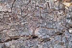 Natural texture in nature with natural plant surface of tree bark. photo