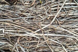 Natural texture in nature with natural plant surface dry river grass and reeds. photo