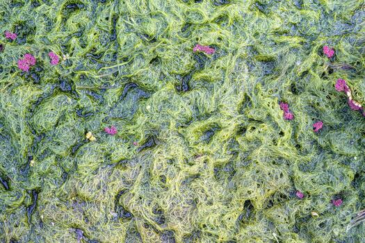 Natural texture in nature with natural plant surface of marsh grass and spirulina. photo