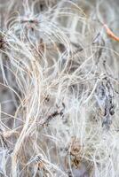 Natural texture in nature with natural plant surface of bush tree. photo