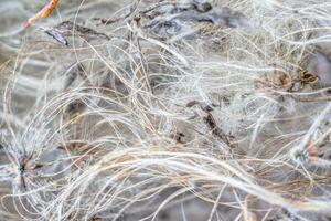 Natural texture in nature with natural plant surface of bush tree. photo