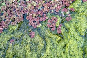 Natural texture in nature with natural plant surface of marsh grass and spirulina. photo