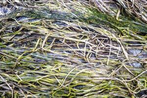 Natural texture in nature with natural plant surface of marsh grass and spirulina. photo